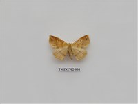 藏品(尺蛾247)的圖片